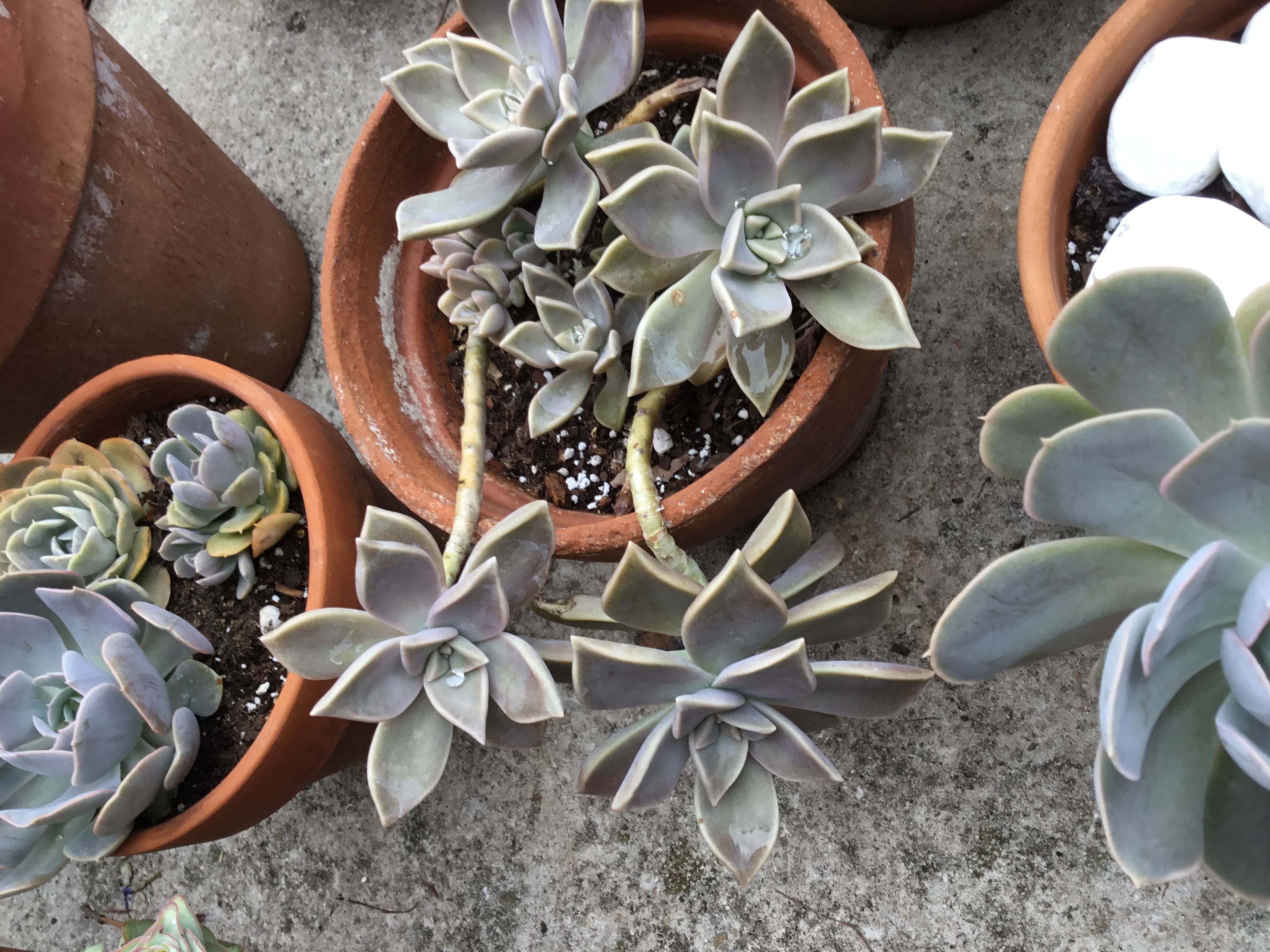 Graptopetalum paraguayense - Ghost plant.jpg